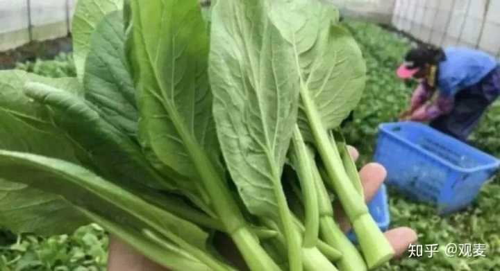 蔬菜保鲜包装技术_蔬菜保鲜技术有哪些_蔬菜保鲜柜价格