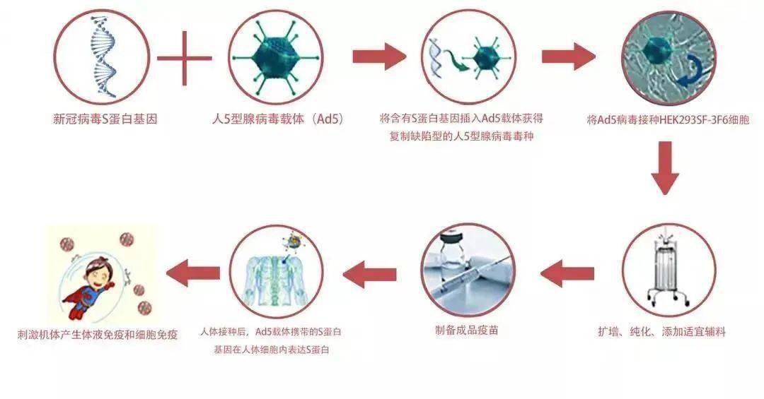 腺病毒与腺相关病毒_腺相关病毒biomart_腺病毒包装技术