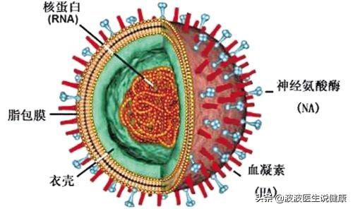 病毒包装流程_腺病毒包装技术_腺相关病毒包装原理及步骤