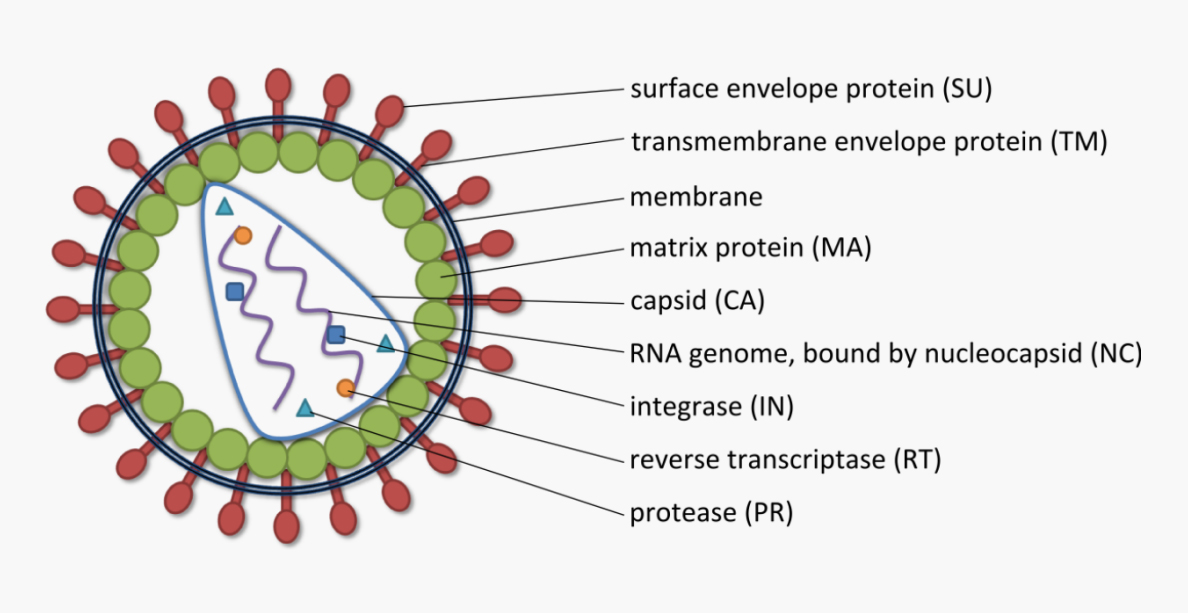 腺病毒包装技术_病毒腺包装技术有哪些_病毒包装流程